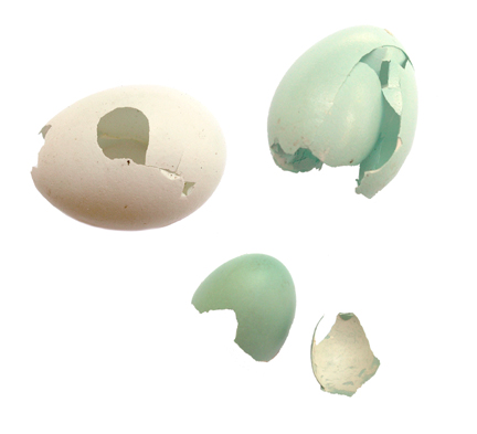 eggs